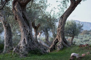 Zeytin ağacının yanındaki köpek. Jack Russell Terrier doğadaki bir korulukta. Parktaki hayvan. 