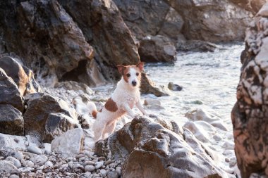 Kumsalda köpek oyunu. Jack Russell Terrier denizde. Aktif evcil hayvan, tatil.