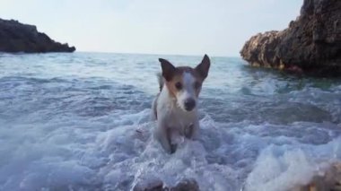 Kumsalda köpek oyunu. Jack Russell Terrier denizde. Aktif evcil hayvan, tatil.