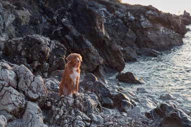 Sahildeki taşın üzerindeki köpek. Nova Scotia Duck Tolling Retriever denizde. Aktif evcil hayvan, tatil.