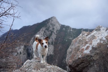 Dağlardaki köpek. Jack Russell Terrier bir kayanın üzerinde duruyor. Gezgin hayvan, doğa yürüyüşü