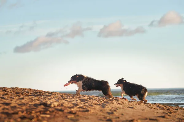 Psy Bawią Się Plaży Pobliżu Wody Dwóch Aktywnych Pasterzy Australijskich — Zdjęcie stockowe