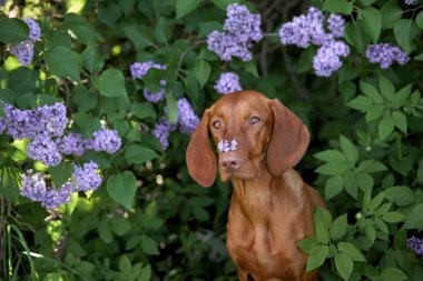 Leylak çalılıklarındaki köpek. Doğada mutlu Macar Vizsla 'sı, çiçek açan evcil hayvan portresi 