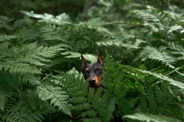 Eğreltiotundaki köpek. Standart açık hava portresi. Ormandaki Mutlu Evcil Hayvan