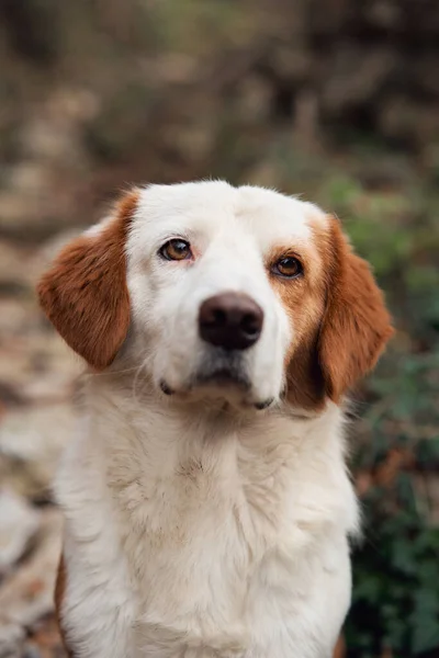 Grappige Rode Witte Hond Mix Ras Natuur Het Voorjaar Buiten — Stockfoto