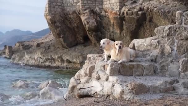 Dois Cães Felizes Estão Sobre Uma Pedra Mar Bonito Casal — Vídeo de Stock