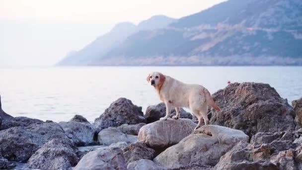 Cão Feliz Uma Pedra Mar Fica Abana Cauda Labrador Retriever — Vídeo de Stock