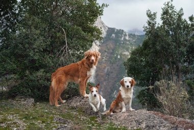 Parktaki dağların arka planına karşı üç kırmızı-beyaz köpek. Ormandaki evcil hayvan. Mutlu Jack Russell Terrier, Nova Scotia Retriever ve Türlerin Karışımı