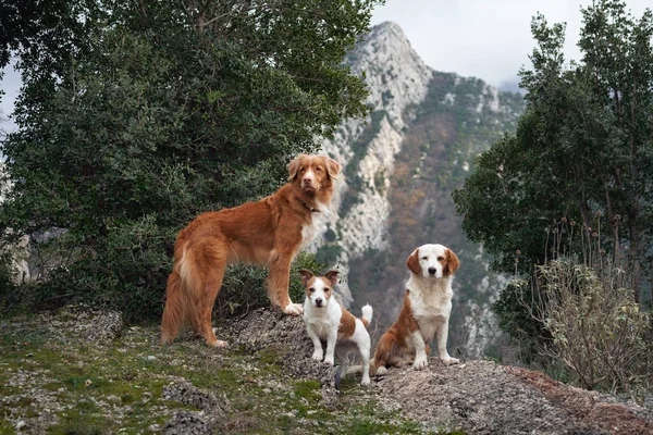 stock image three red-white dogs against the backdrop of mountains in the park. Pet in the forest. Happy Jack Russell Terrier, Nova Scotia Retriever and Mix of Breeds