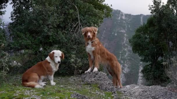 Tres Perros Rojo Blancos Contra Telón Fondo Las Montañas Parque — Vídeo de stock