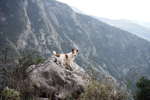 dog in the mountains. little Jack Russell Terrier stands on a rock. Travel pet, hiking