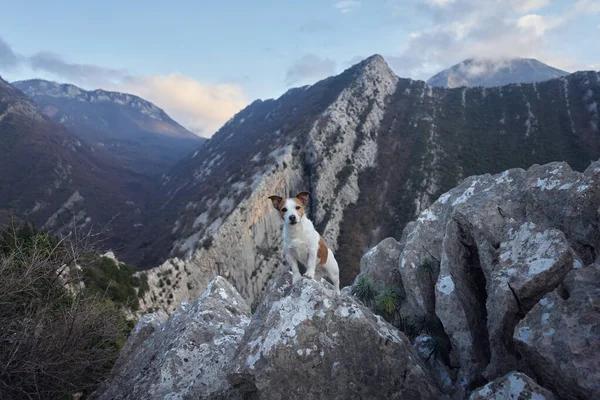 stock image dog in the mountains. little Jack Russell Terrier stands on a rock. Travel pet, hiking