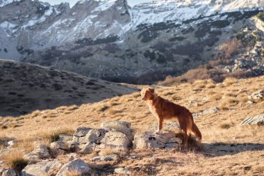 Dağlarda kızıl köpek, bir evcil hayvanla yürüyüş. Nova Scotia ördek avcıları doğada. 