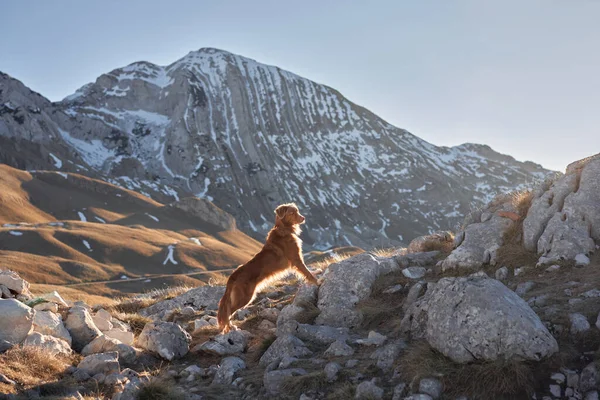 Красная Собака Горах Гуляет Домашним Животным Новый Шотландский Утиный Ретривер — стоковое фото