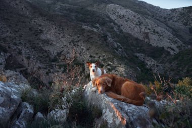 Dağlarda bir taşın üzerinde iki köpek. Evcil bir hayvanla yürüyüş. Nova Scotia Tolling Retriever ve Jack Russell Terrier