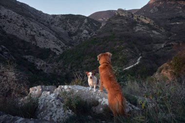 Dağlarda bir taşın üzerinde iki köpek. Evcil bir hayvanla yürüyüş. Nova Scotia Tolling Retriever ve Jack Russell Terrier