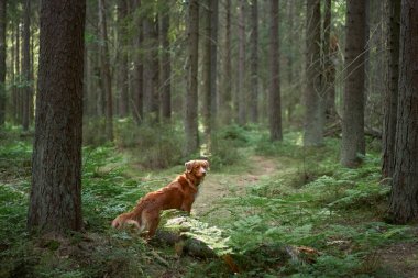 Yeşil ormandaki kırmızı köpek. Evcil bir hayvanla yürüyüş. Nova Scotia Duck Tolling Retriever doğada