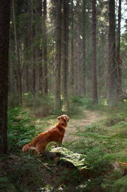 Yeşil ormandaki kırmızı köpek. Evcil bir hayvanla yürüyüş. Nova Scotia Duck Tolling Retriever doğada