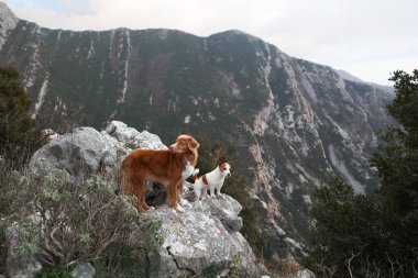 Dağlarda bir taşın üzerinde iki köpek. Evcil bir hayvanla yürüyüş. Nova Scotia Tolling Retriever ve Jack Russell Terrier