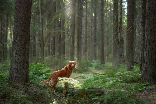Rode Hond Het Groene Bos Wandelen Met Een Huisdier Nova — Stockfoto