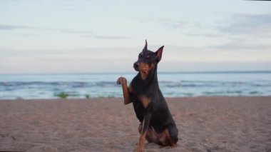 Alman Standart Pinscher sahilde, deniz kenarında. Doğadaki köpek.