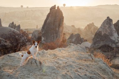 Kapadokya 'daki küçük köpek kumlu dağların arka planına karşı. Gün doğumunda Jack Russell Terrier