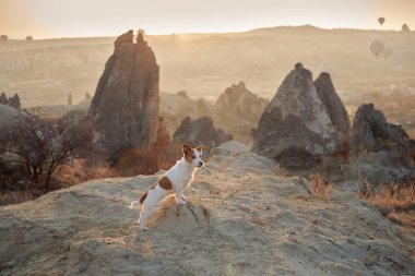 Kapadokya 'daki küçük köpek kumlu dağların arka planına karşı. Gün doğumunda Jack Russell Terrier