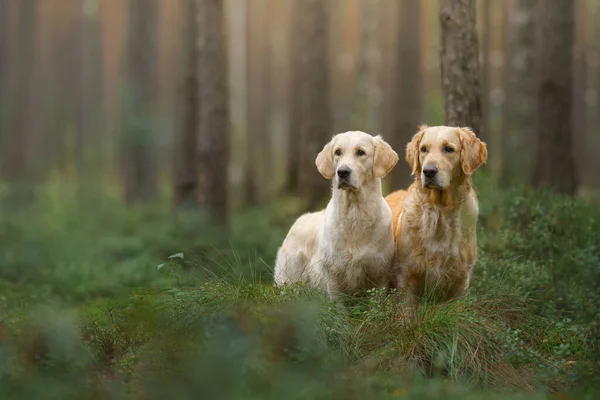 Two Dogs Green Forest Cute Pet Couple Golden Retriever Nature — Stock Photo, Image