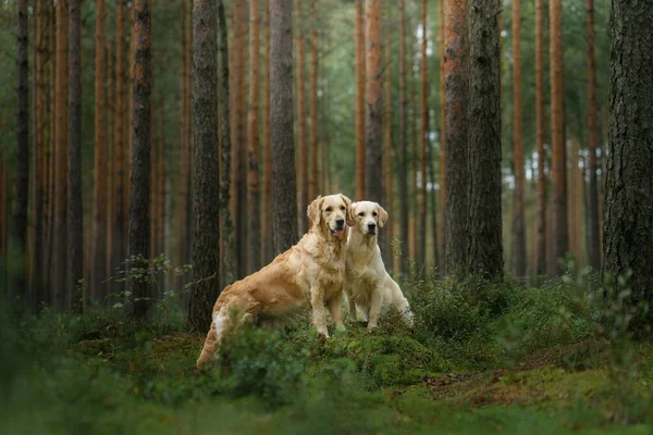 緑の森に2匹の犬 可愛いペットカップル 自然の中で黄金の取得 — ストック写真