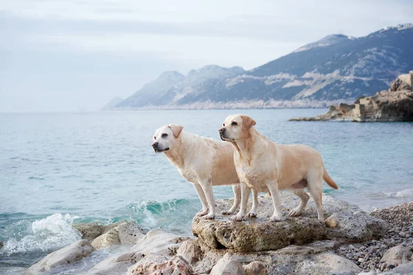 Двоє Щасливих Собак Стоять Камені Морі Гарна Пара Лабрадор Природі — стокове фото