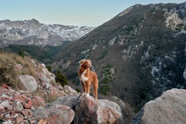 Köpek dağlarda duruyor ve tepelere bakıyor. Nova Scotia ördek avcısıyım. Evcil bir hayvanla yürüyüş.