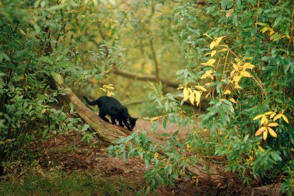 Black cat on a green tree. Funny animals in nature