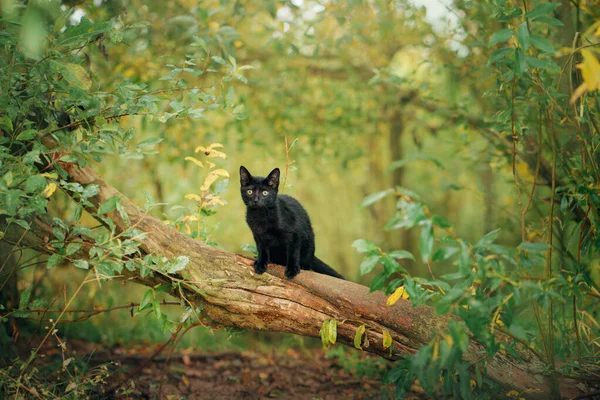 Chat Noir Sur Arbre Vert Animaux Drôles Dans Nature — Photo