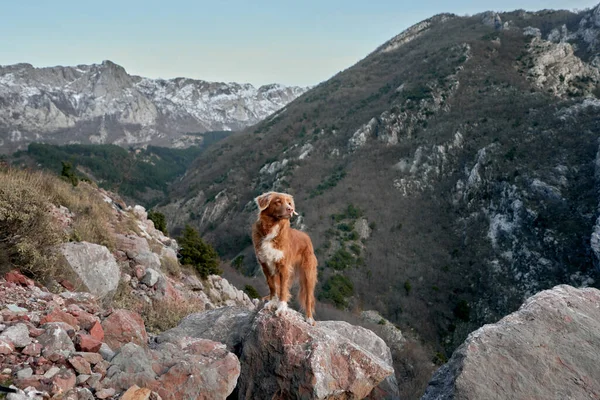 stock image The dog stands in the mountains and looks at the peaks. Nova Scotia duck retriever in nature, on a journey. Hiking with a pet