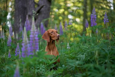 Lupin içinde bir köpek. Çiçekli Macar Vizsla. Doğada evcil hayvan.
