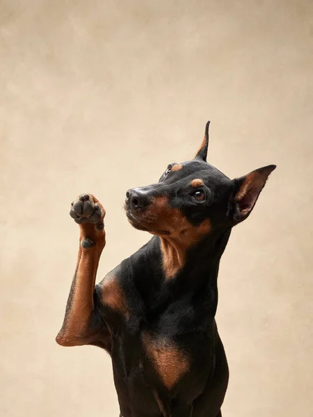 Standard Pinscher Waving Paw Beige Background Portrait Dog Studio Beautiful — Stock Photo, Image