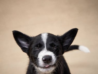 Bej arka planda siyah beyaz bir köpek yavrusu. Stüdyoda bir aylık Collie var. Stüdyoda köpek 