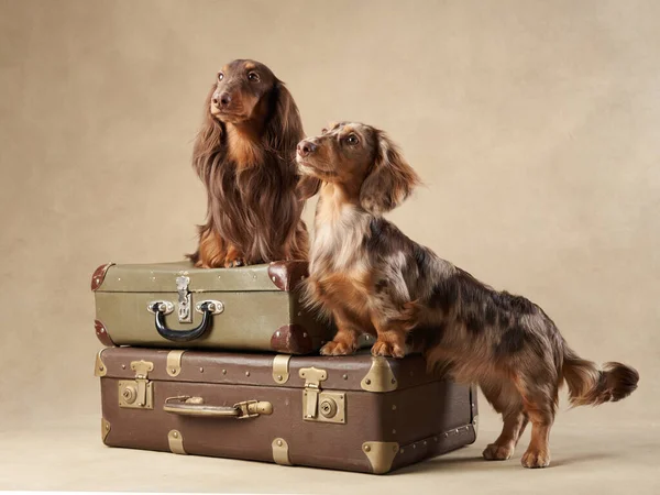 Due Cani Stanno Una Valigia Uno Sfondo Beige Bellissimi Bassotti — Foto Stock
