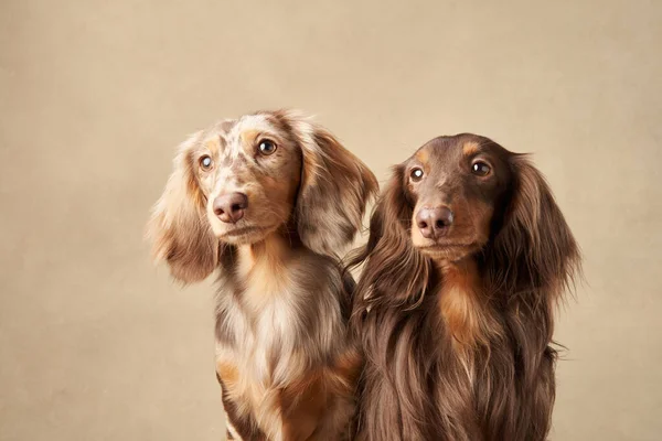 Retrato Dois Cães Doces Fundo Bege Belos Dachshunds Cabelos Compridos — Fotografia de Stock