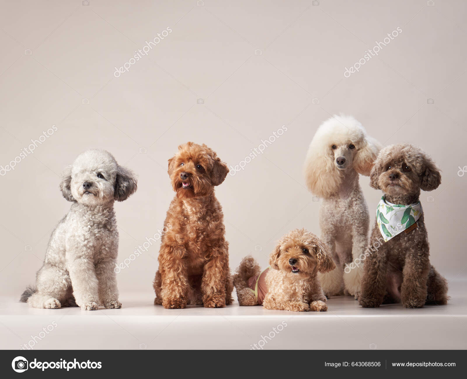 Beige maltese hotsell