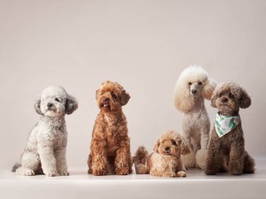 Bej arka planda beş farklı kaniş. Fotoğraf stüdyosundaki kıvırcık köpekler. Malta, maltipoo 