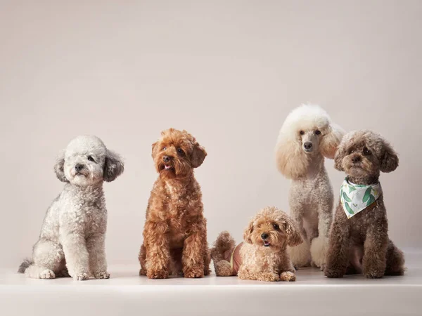 Fünf Verschiedene Pudel Auf Beigem Hintergrund Lockige Hunde Fotostudio Maltesisch lizenzfreie Stockfotos