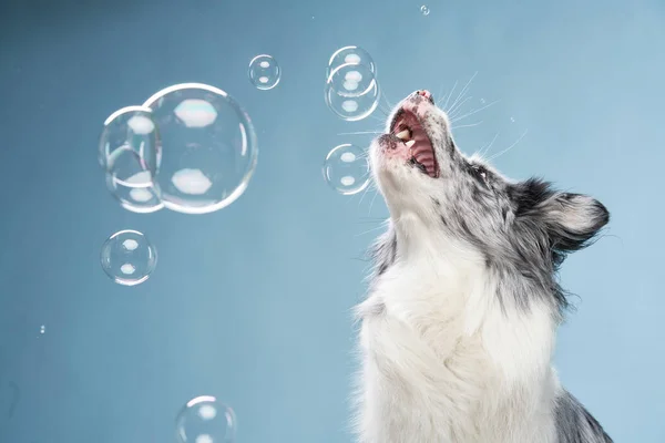 dog plays with soap bubbles. Funny border collie on a blue background. Pet in the studio