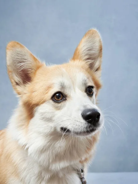 Sonrisas Perro Gracioso Pembroke Corgi Galés Sobre Fondo Azul Mascotas — Foto de Stock