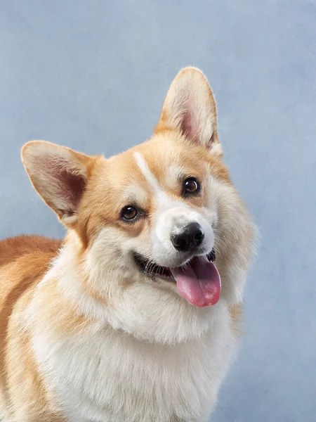 Sonrisas Perro Gracioso Pembroke Corgi Galés Sobre Fondo Azul Mascotas —  Fotos de Stock