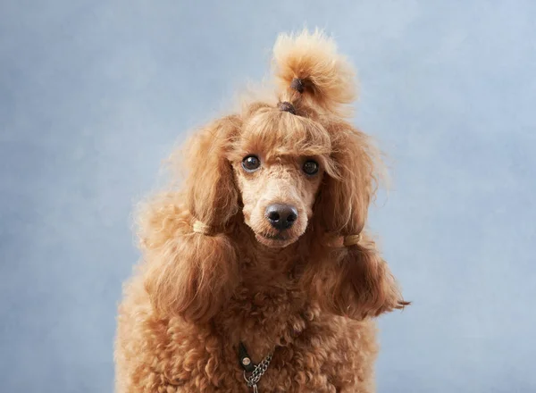 Cão Feliz Poodle Vermelho Engraçado Fundo Azul Pet Estúdio — Fotografia de Stock
