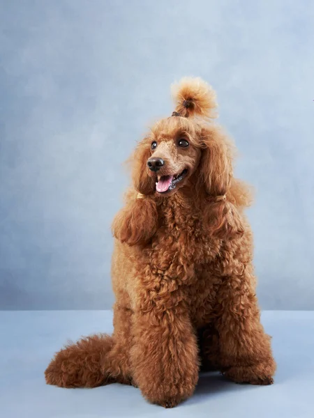 Happy dog. funny red poodle on a blue background. Pet in studio