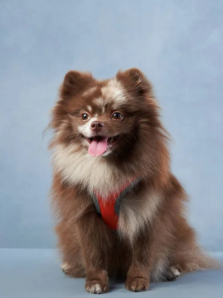 chocolate fluffy dog on a blue background. Pomeranian portrait in studio