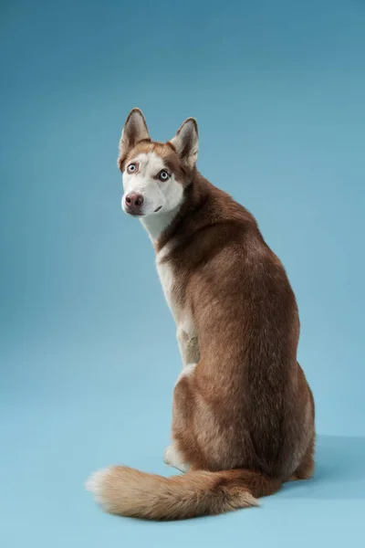 Husky Sitzend Drehte Sich Auf Blauem Hintergrund Schöner Hund Atelier — Stockfoto