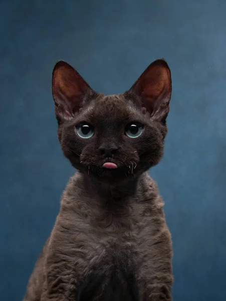 有趣的猫在蓝色的帆布背景上饲养德文 雷克斯 工作室里的宠物肖像 — 图库照片